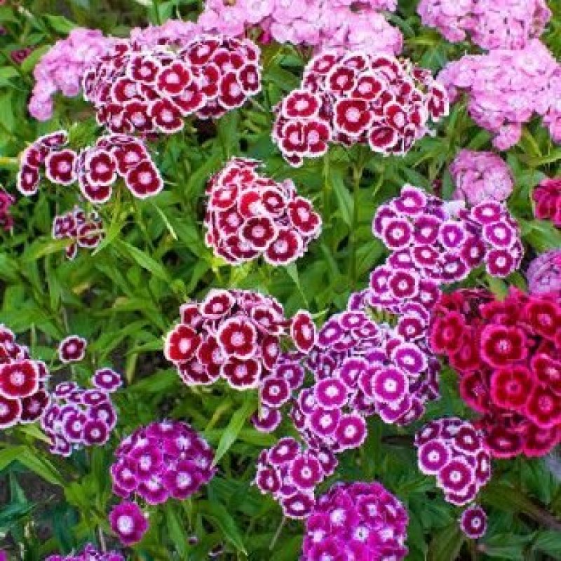 五彩石竹种子