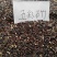 五彩石竹种子