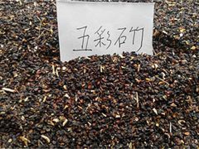 五彩石竹种子