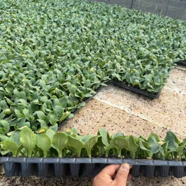 云南种植基地培育小香瓜苗可视频看货全国批发