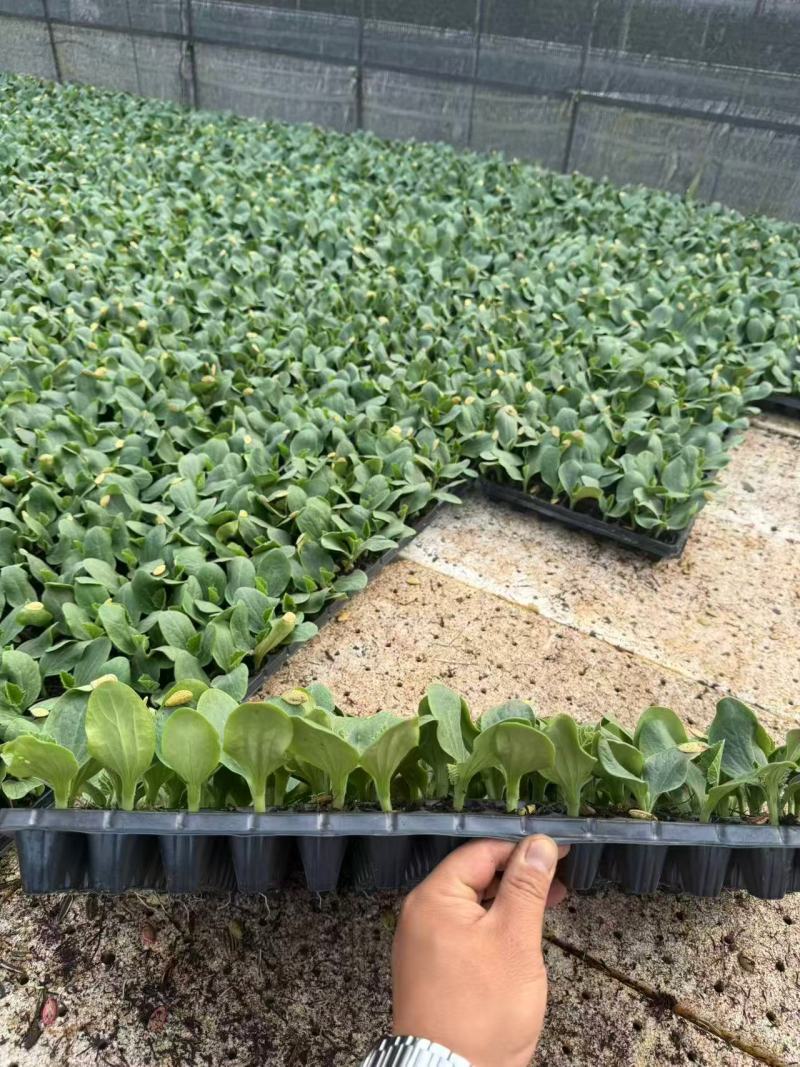 云南种植基地培育小香瓜苗可视频看货全国批发