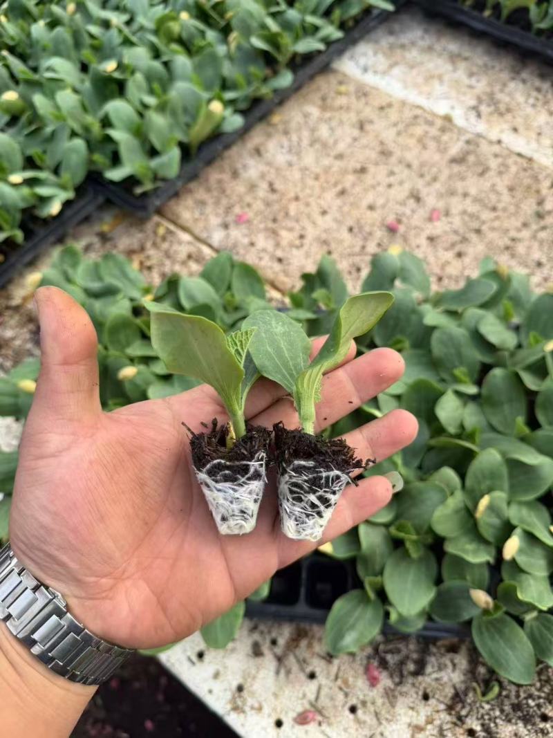 云南种植基地培育小香瓜苗可视频看货全国批发