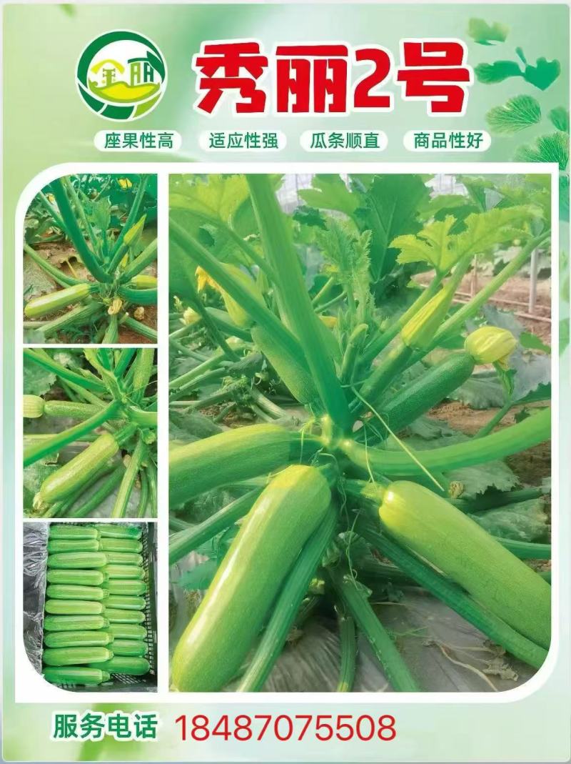 云南种植基地培育小香瓜苗可视频看货全国批发