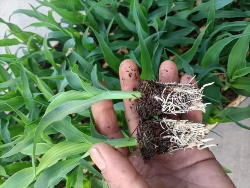 云南昆明晋宁区自家种植基地玉米苗货量充足可批发