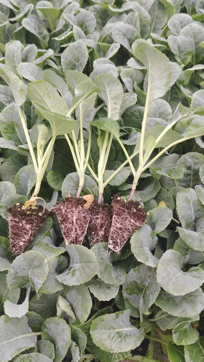 精品培育西兰花苗自家种植基地一手货源价格美丽可批发