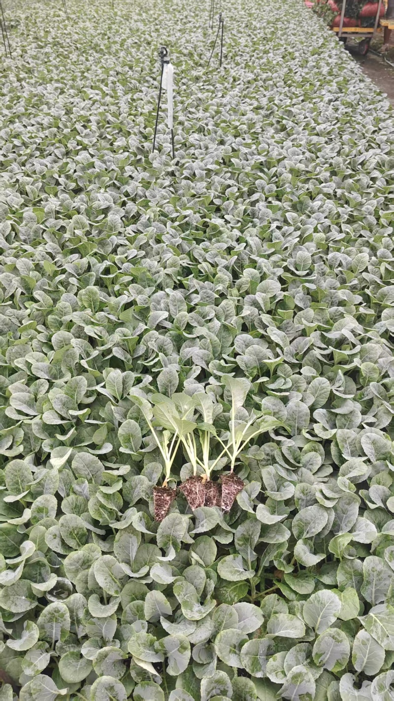 精品培育西兰花苗自家种植基地一手货源价格美丽可批发