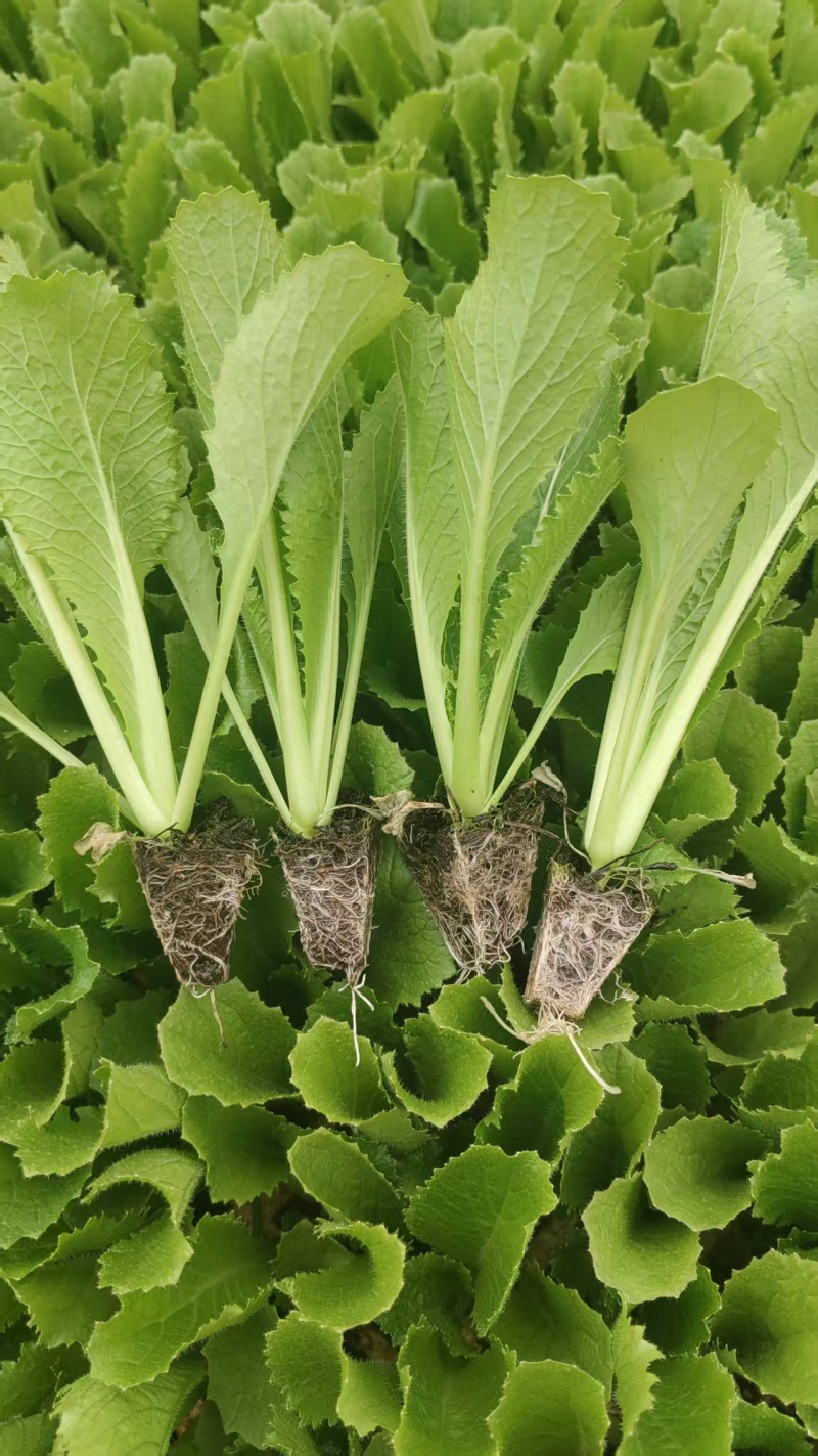 自家培育绍菜苗量大存活率高可视频看货纯一手货源