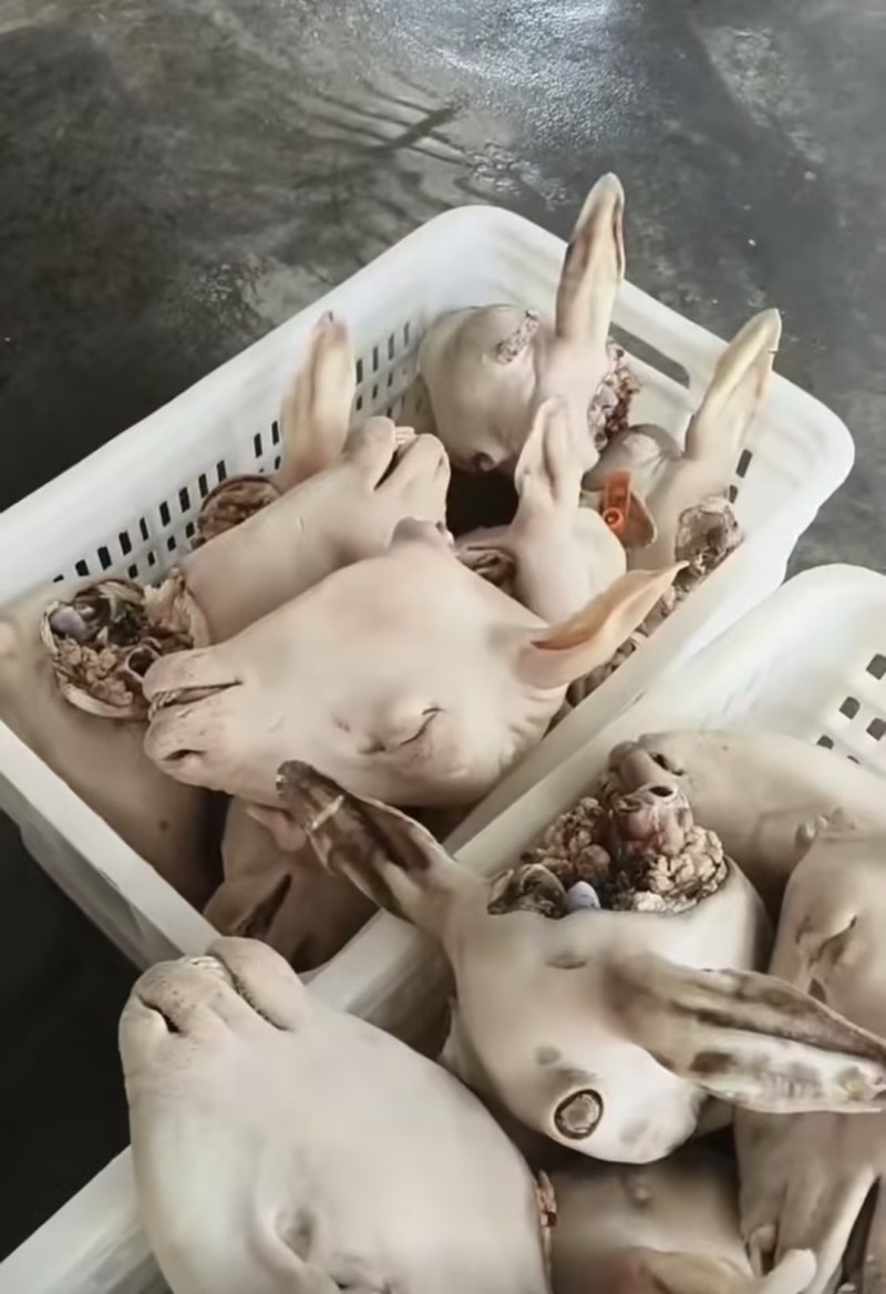 【精品】水退育肥白羊头火烧育肥白羊头厂家直发价格美丽