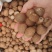 印尼槟榔个大货价6.5元/斤