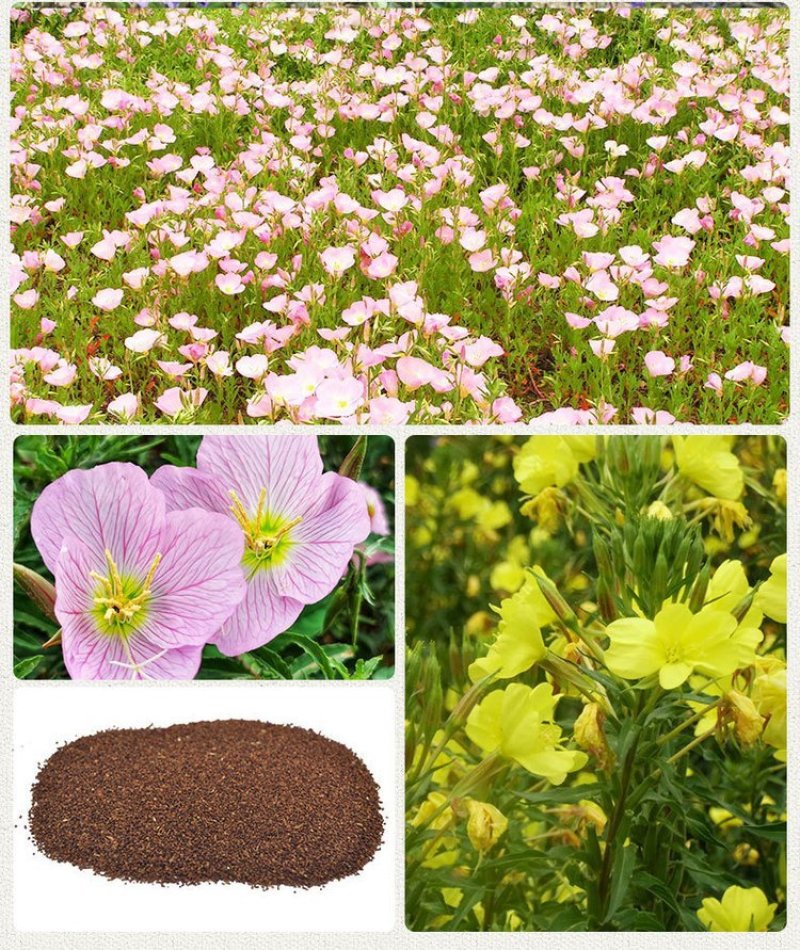月见草种子