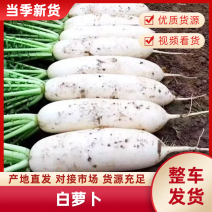 精品白萝卜量大从优诚信经营产地直发欢迎对接
