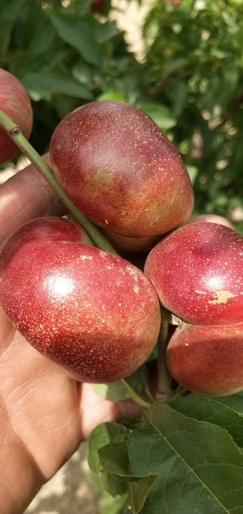 精品36-3油蟠桃基地直发全国供应保质保量可视频