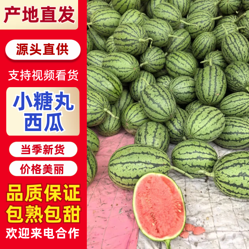 小糖丸西瓜原产地直发一手货源品质保障