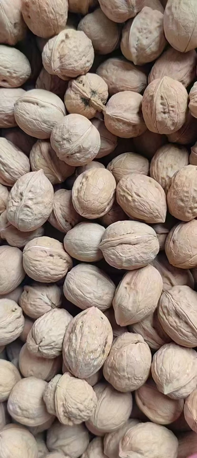 浙江义乌市优质纸皮核桃可全国发货视频看货货量充足