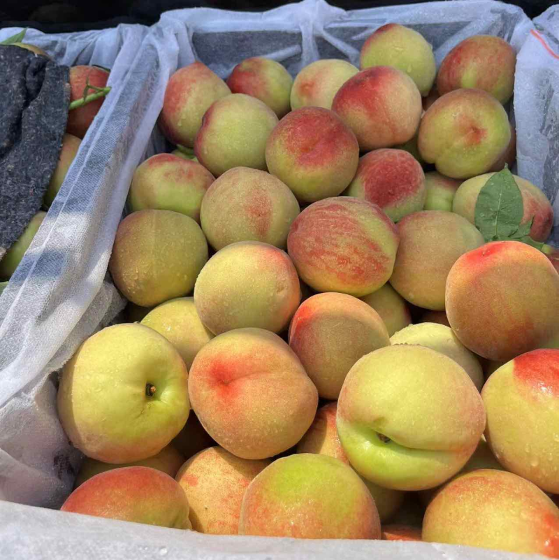 毛桃湖北突围桃大量上市中对接各大市场超市电商平台茶饮工厂用果