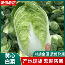 【黄心白菜】精品黄心大白菜/湖北白菜/产地直发