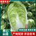 【黄心白菜】精品黄心大白菜/湖北白菜/产地直发