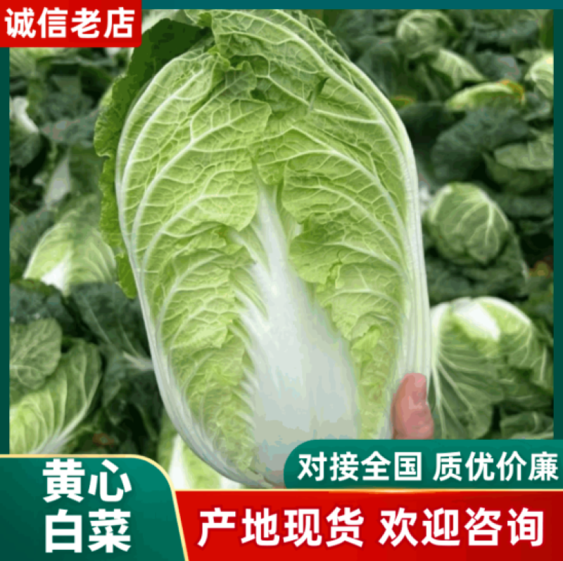 【黄心白菜】精品黄心大白菜/湖北白菜/产地直发