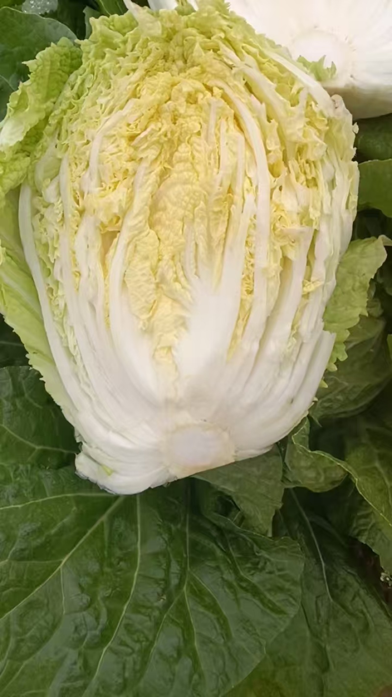 【黄心白菜】精品黄心大白菜/湖北白菜/产地直发