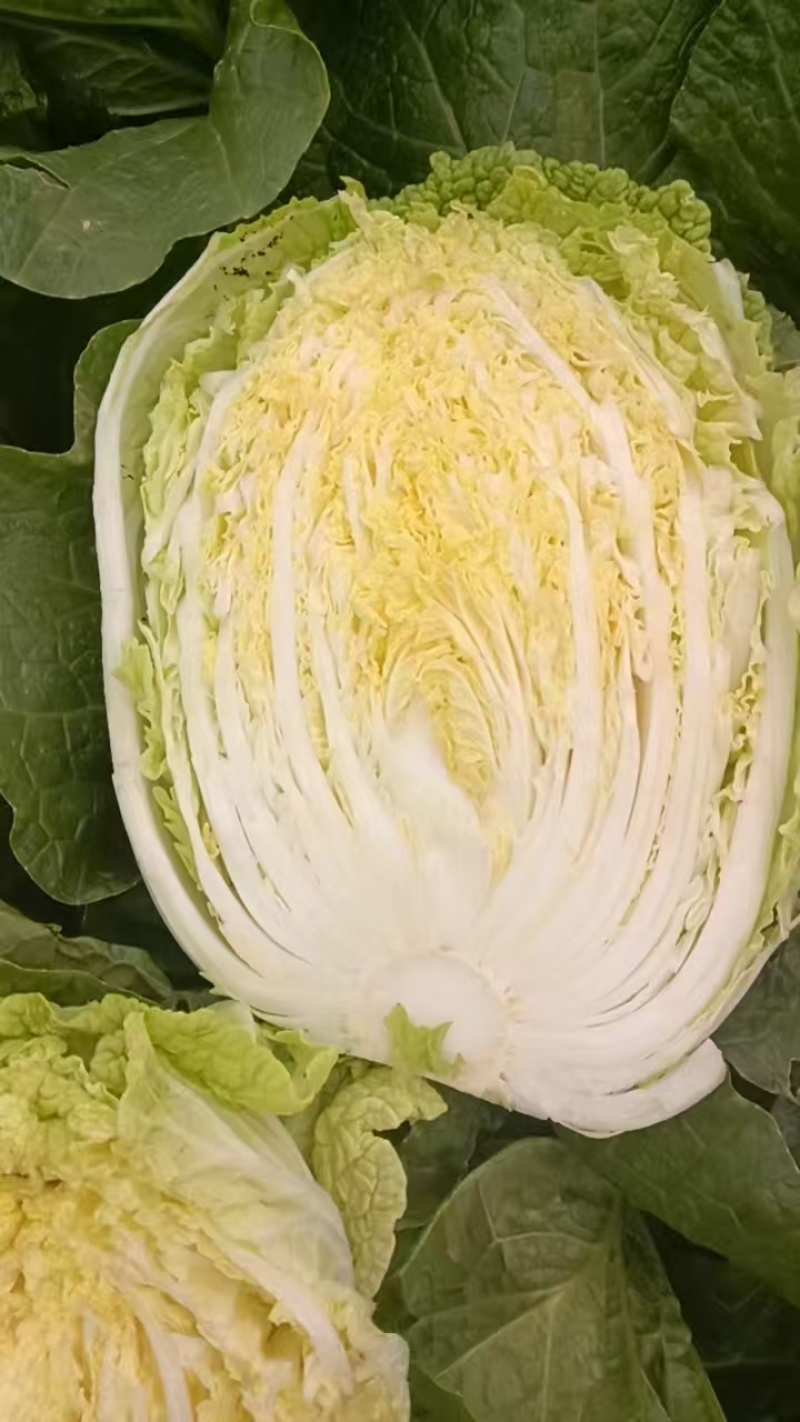 【黄心白菜】精品黄心大白菜/湖北白菜/产地直发