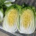 【黄心白菜】精品黄心大白菜/湖北白菜/产地直发