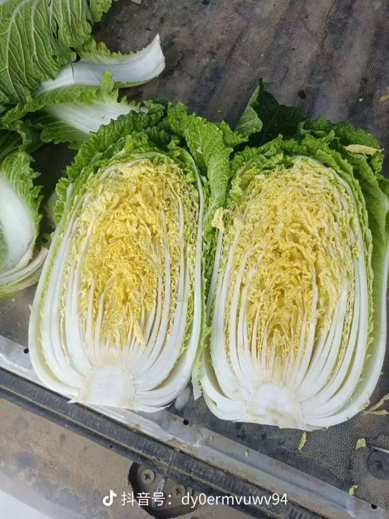 【黄心白菜】精品黄心大白菜/湖北白菜/产地直发