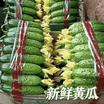 河南旱黄瓜精品黄瓜全年供货，实力靠谱代办质量保证价格公道