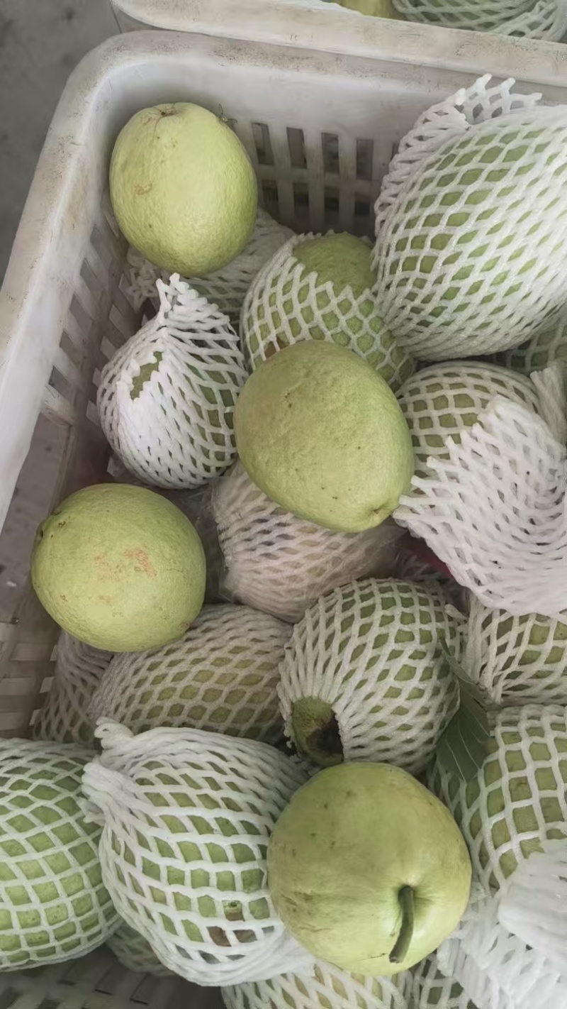 红心芭乐可做芭乐干，做芭乐汁，芭乐酱用的量大价优欢迎联系