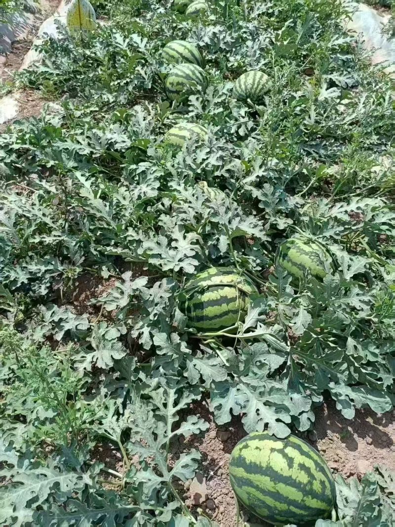 云南丽江露天甜王西瓜大量上市/产地直发/货源充足