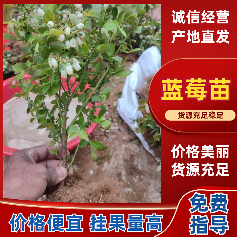 实力杯装蓝莓苗地栽蓝莓苗基地种植带土发货成活率高