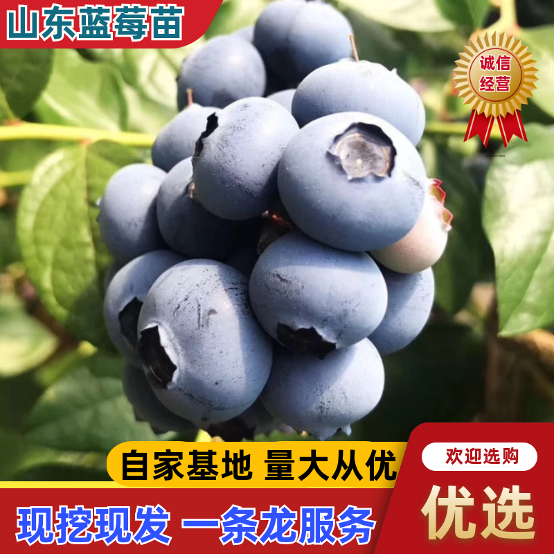 【基地直发】莒县蓝莓苗带土发货成活率高好品种好价格