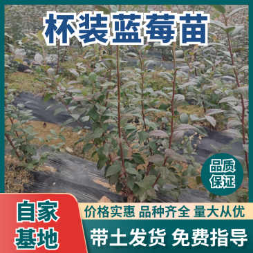 【基地直发】山东蓝莓苗带土发货成活率高好品种好价格