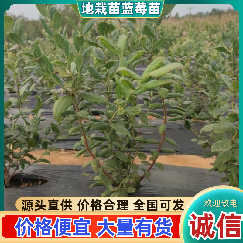 【精品】杯装蓝莓苗基地直发量大从优提供免费技术指导
