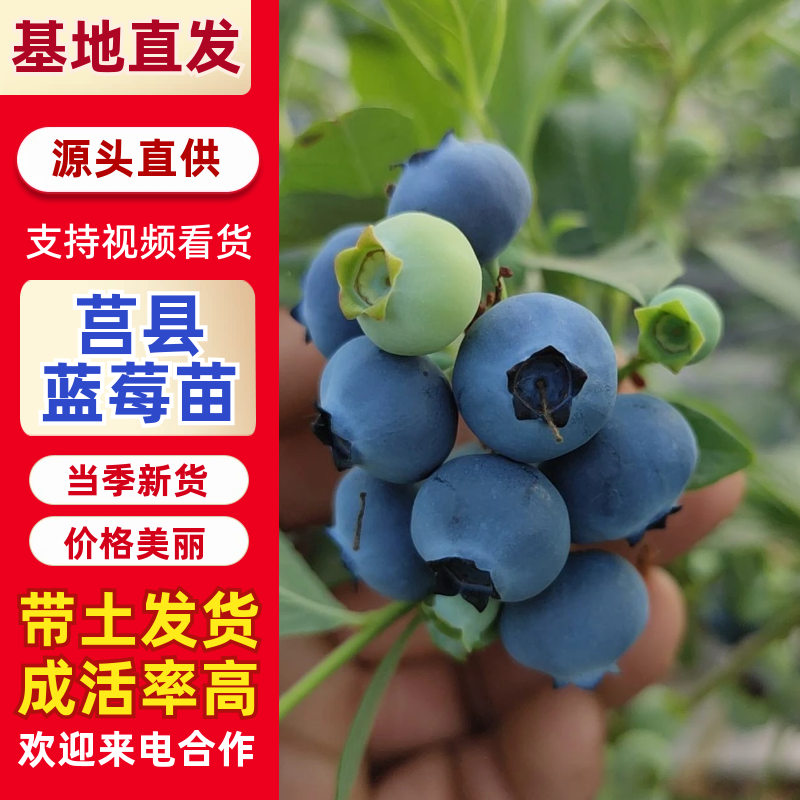 【精品】地栽蓝莓苗基地直发存活率高免费技术指导栽种