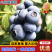 【精品】蓝莓苗，健康生长，自家种植，优质品种，价格特惠！