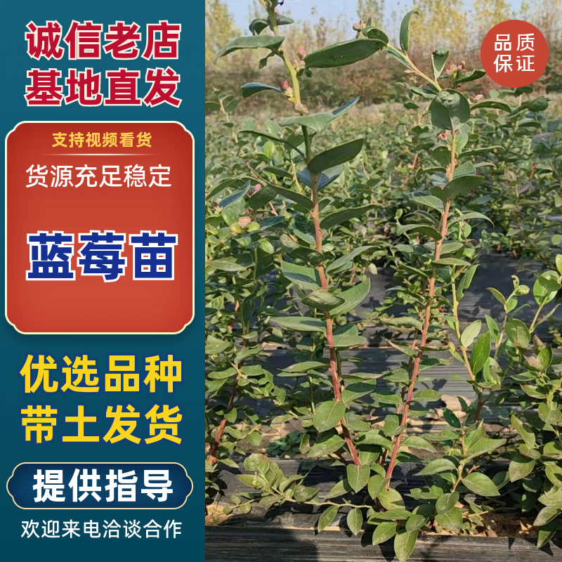 【精品】蓝莓苗，健康生长，自家种植，优质品种，价格特惠！