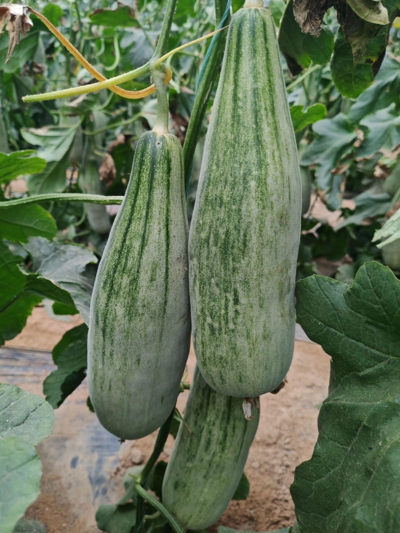 羊角蜜甜瓜/基地直发/货源充足/量大价优/欢迎采购