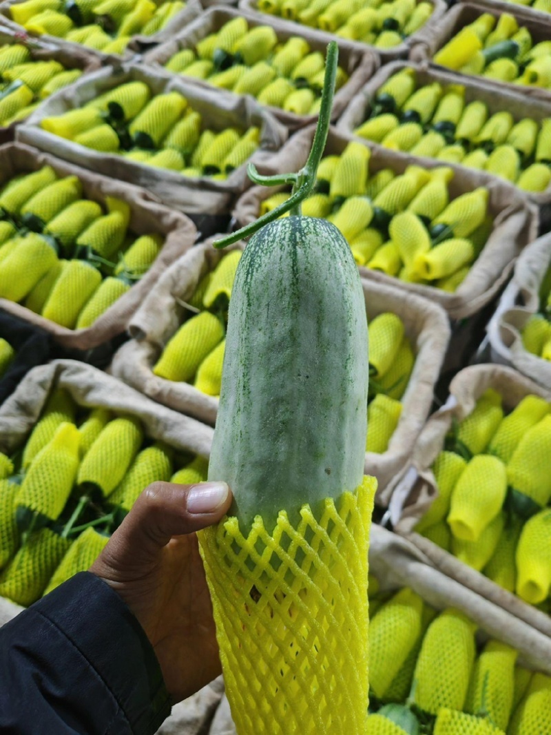羊角蜜甜瓜/基地直发/货源充足/量大价优/欢迎采购