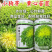 小狗芽苦苣种子黄心细叶苦苣四季耐热耐寒碎叶苦菊盆栽蔬菜种