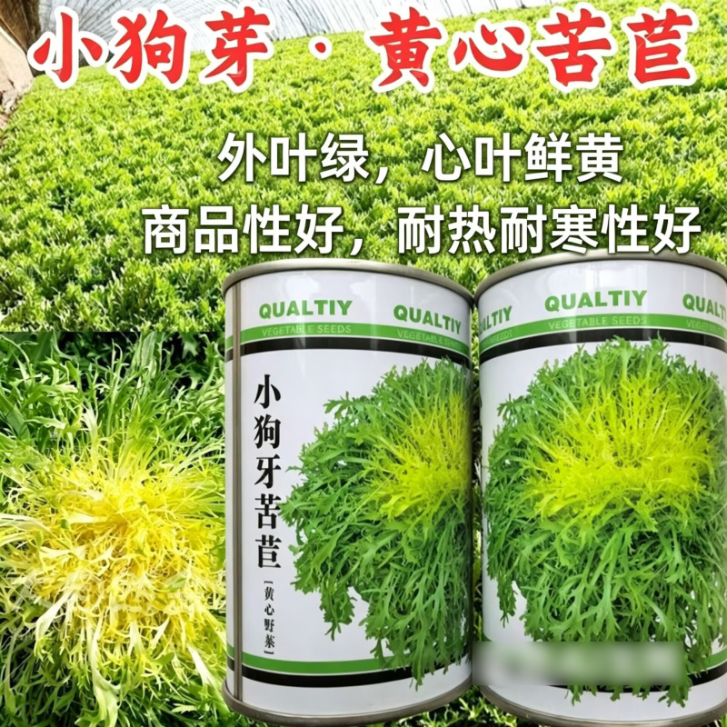 小狗芽苦苣种子黄心细叶苦苣四季耐热耐寒碎叶苦菊盆栽蔬菜种