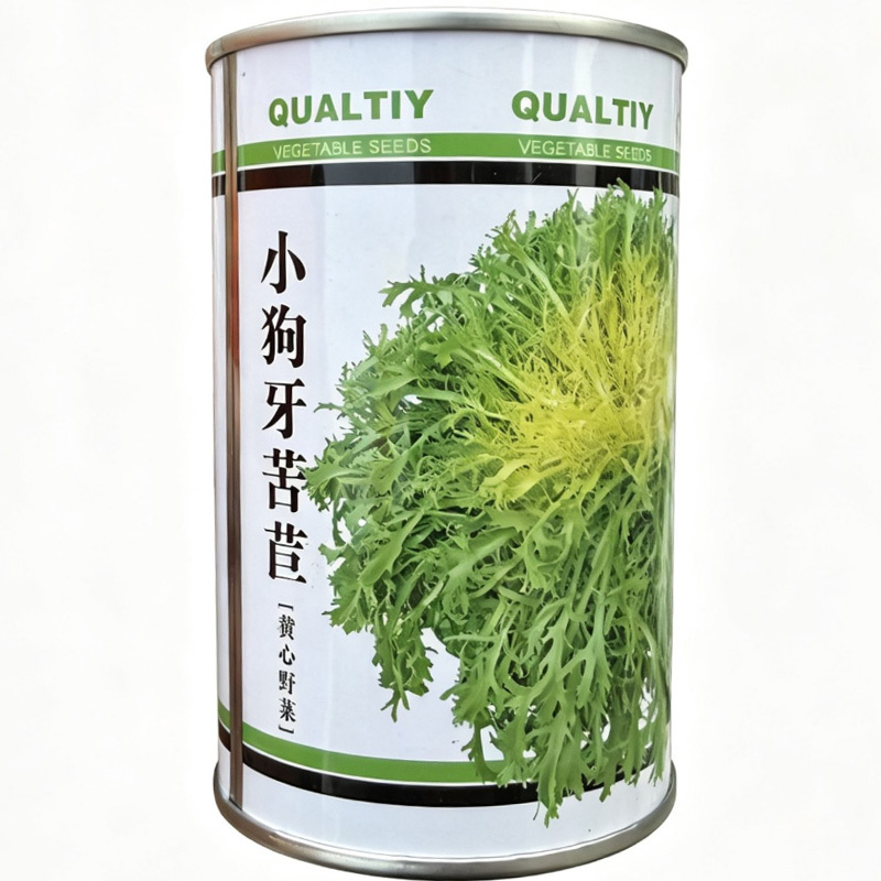 小狗芽苦苣种子黄心细叶苦苣四季耐热耐寒碎叶苦菊盆栽蔬菜种