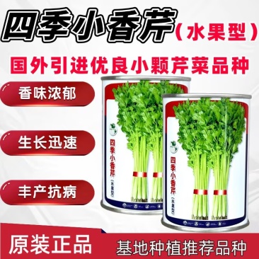 四季小香芹种子四季速生香芹种籽耐热脆嫩西芹芹菜种籽抗病