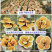 批发活体灵芝花盆栽灵芝山东种植基地源头直供
