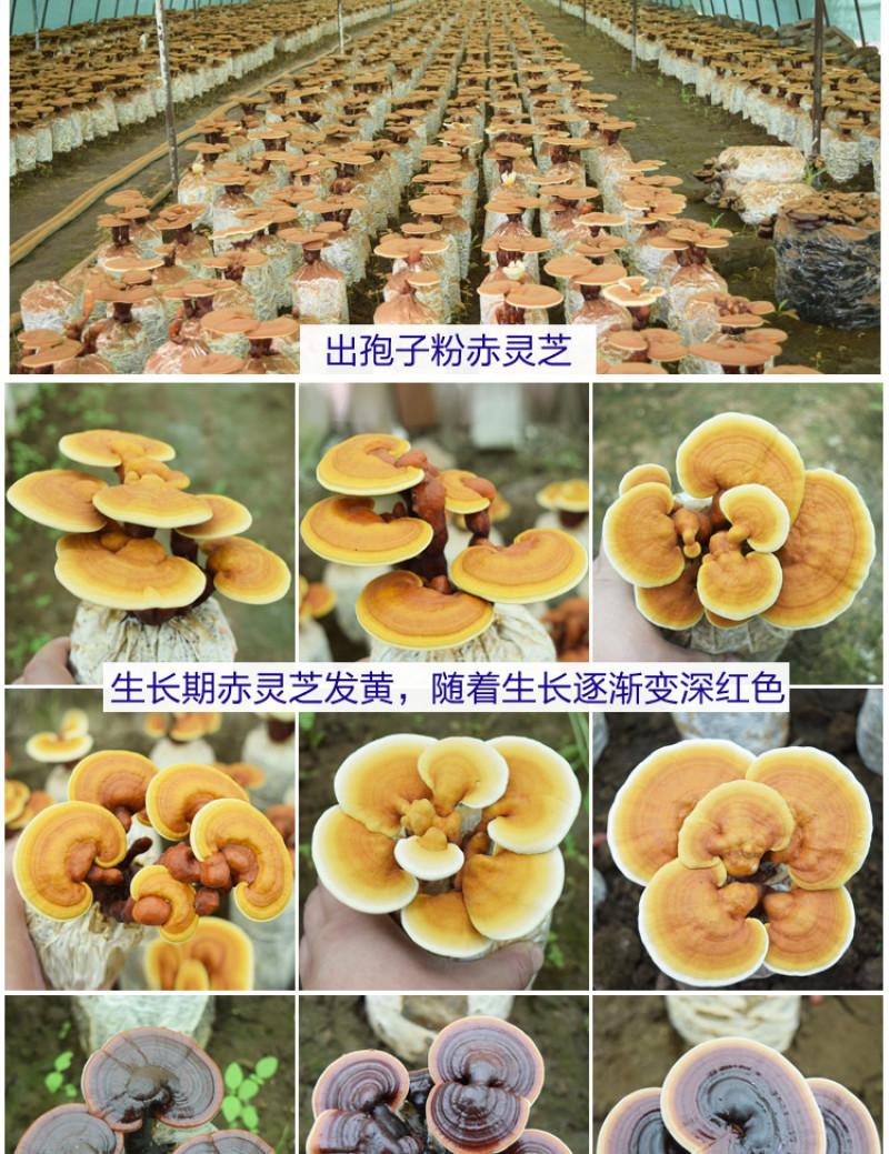 批发活体灵芝花盆栽灵芝山东种植基地源头直供