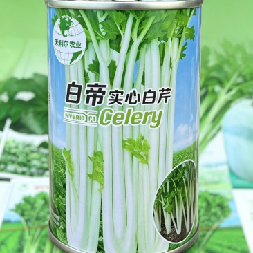 白帝实心白芹种子白杆实心芹菜种籽耐热耐寒耐抽高产芹菜种子