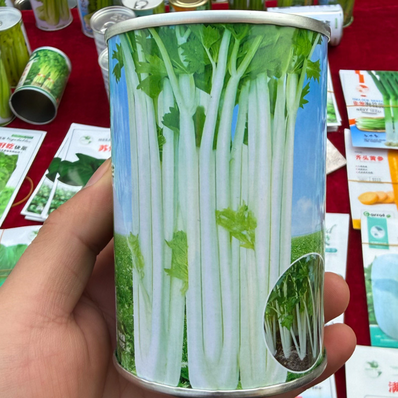 白帝实心白芹种子白杆实心芹菜种籽耐热耐寒耐抽高产芹菜种子