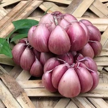 江苏太空早熟红皮鲜蒜大蒜/个头6—8公分/量大从优/货源充足