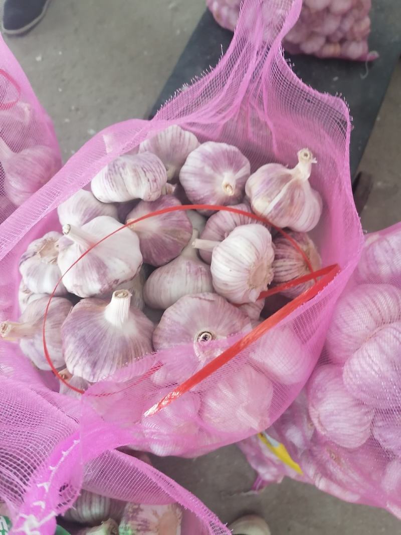 江苏太空早熟红皮鲜蒜大蒜/个头6—8公分/量大从优/货源充足