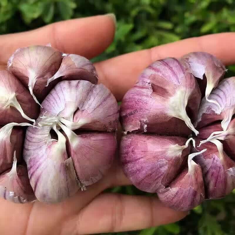江苏太空早熟红皮鲜蒜大蒜/个头6—8公分/量大从优/货源充足