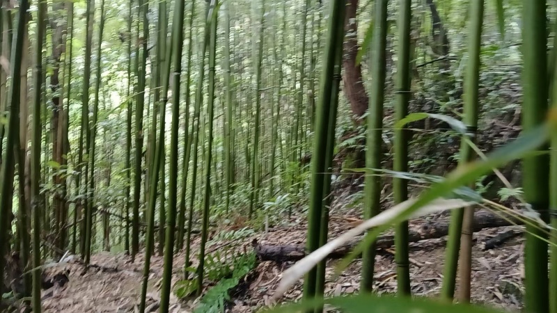 精品竹筒大量供应现砍现发多少公分的都有欢迎来电洽谈